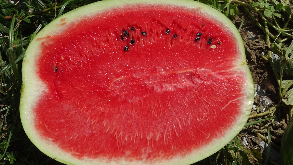 ZH1001-Watermelon-All-sweet-ZH102c