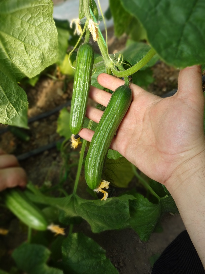 Cucumber ZH Seeds image